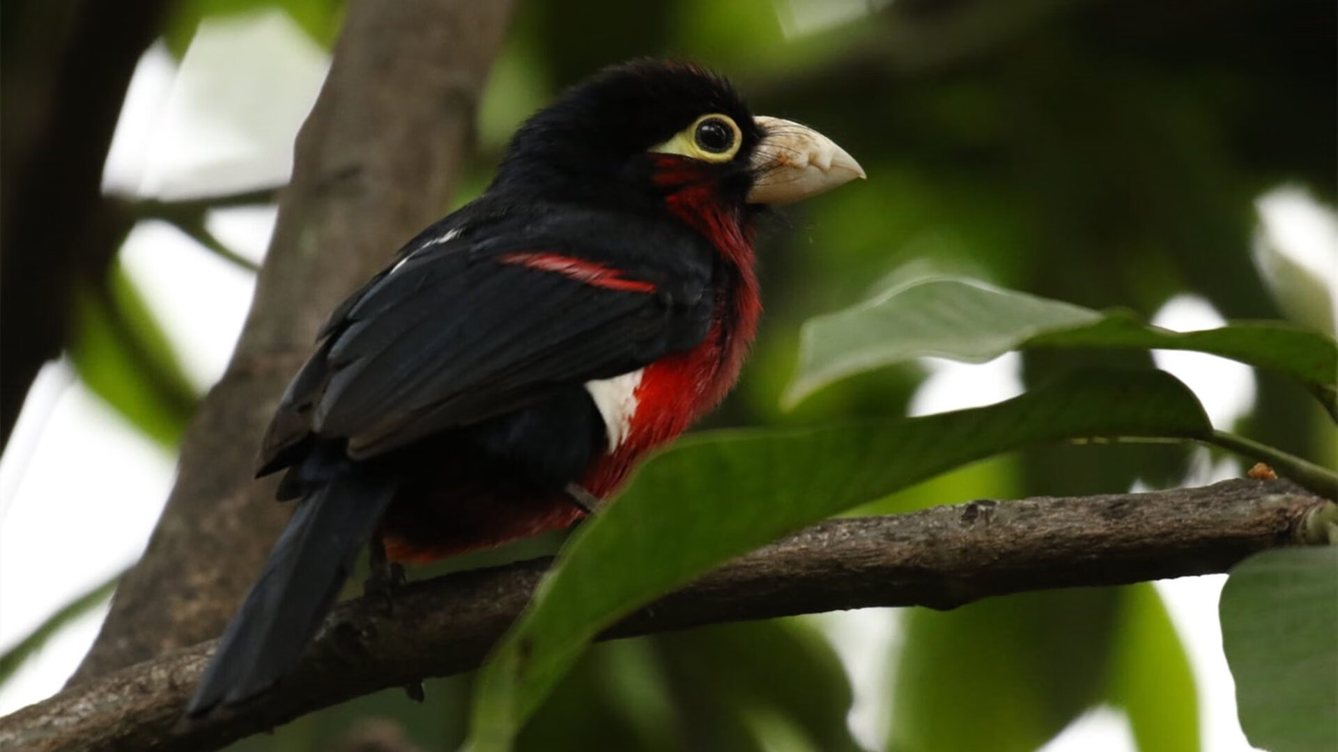 苏格兰长剑冲垮哥斯达黎加城墙,赖斯封神一役诠释何谓大场面先生