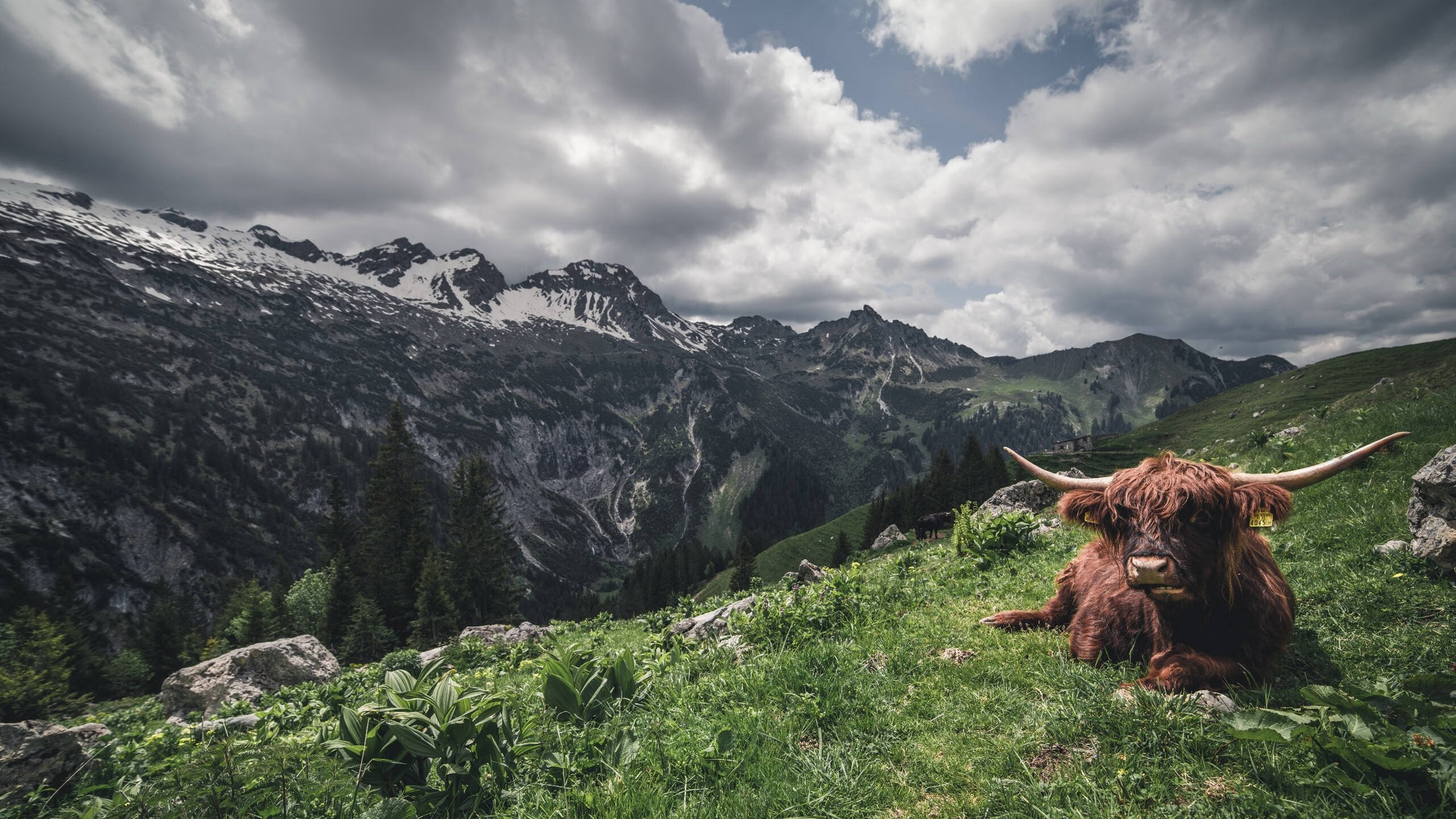 黄蜂蛰刺魔术,当锡安的野蛮突破成为无法破解的生物链碾压