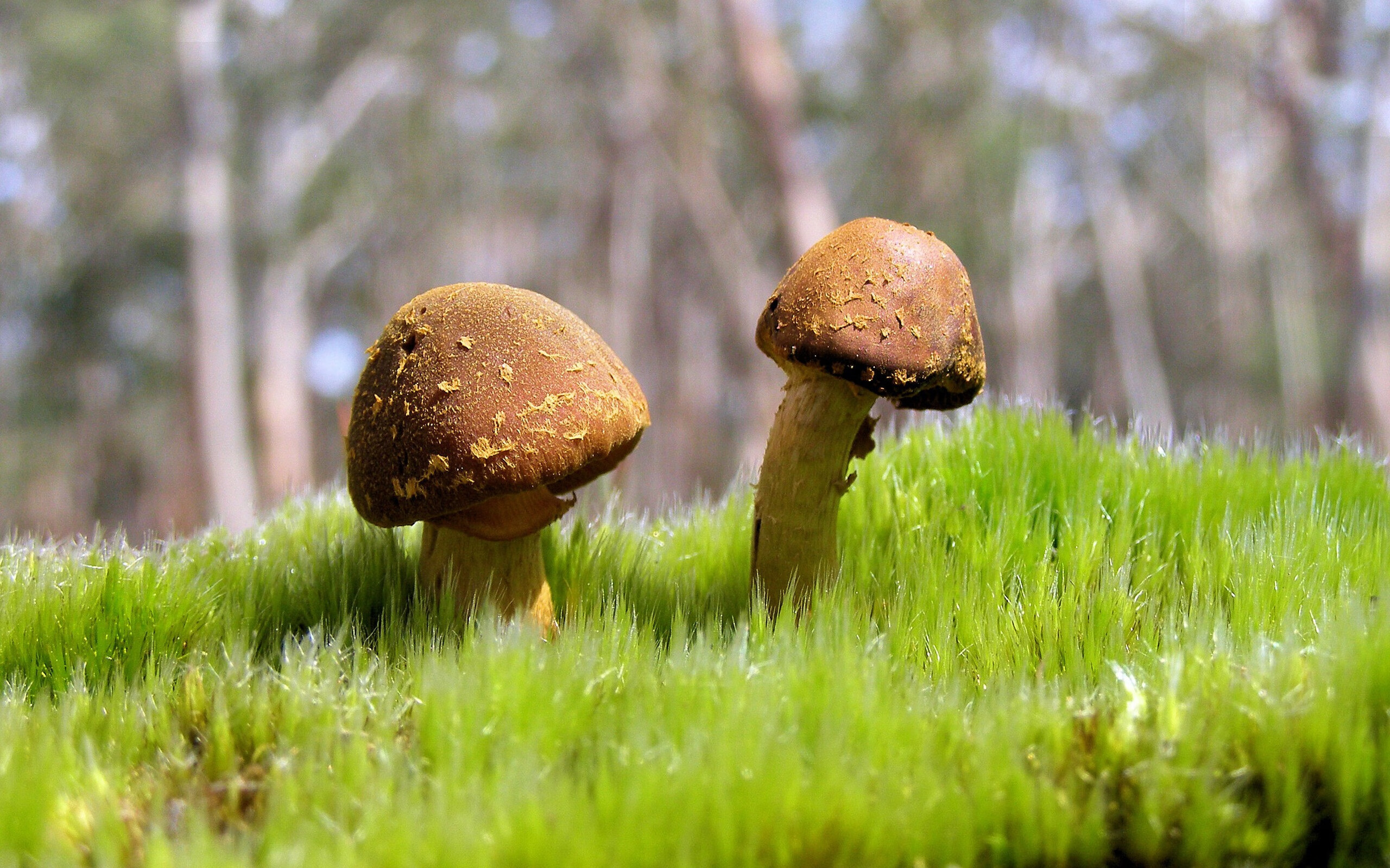 锡安末节狂飙19分！独行侠逆转奇才，双子星身边的新关键先生