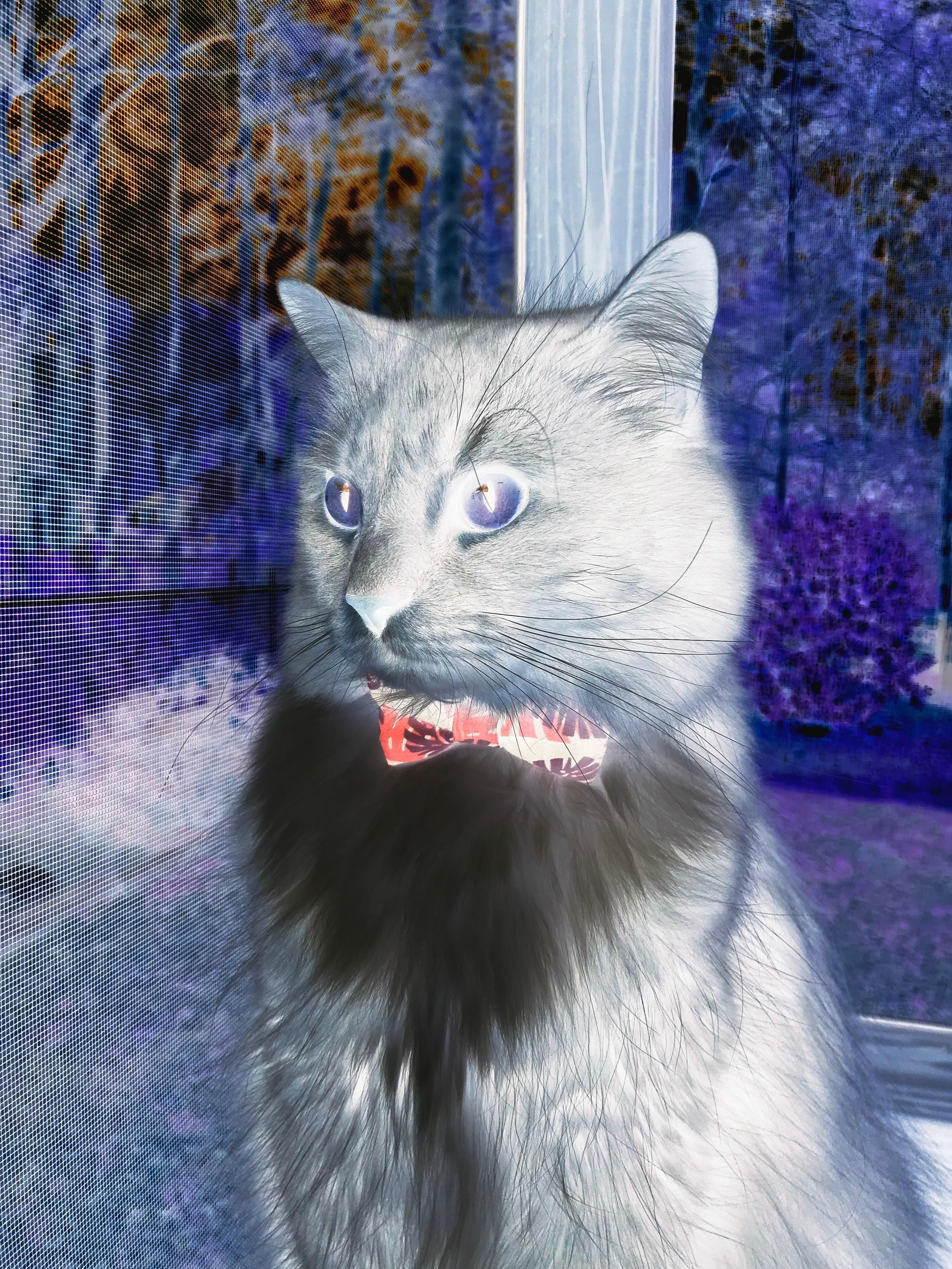 极速交响，当巴林赛道胎温升至沸点，久保建英在诺坎普刺穿夜色