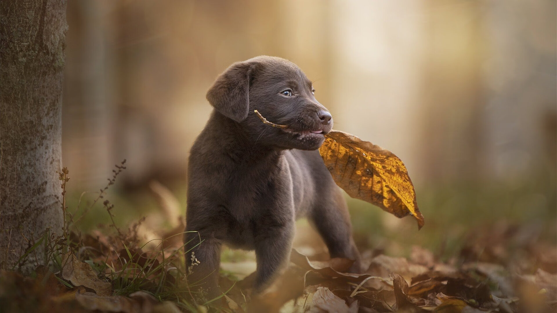 冰火交响，F1年度争冠之夜，杰伦·格林的教科书式生存艺术