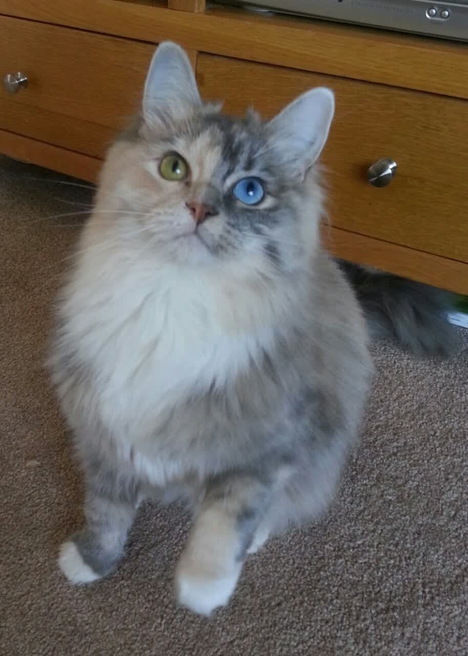 双线破局，德罗赞的孤勇者传说与上海男篮的秩序重构之夜